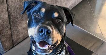 Rottweiler Dogs Available for Adoption - Ace | PetCurious