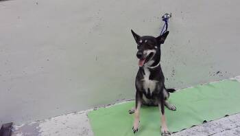 CHLOE -  Staffordshire Bull Terrier and Siberian Husky Dog for Adoption in Houston, Texas - CHLOE | PetCurious