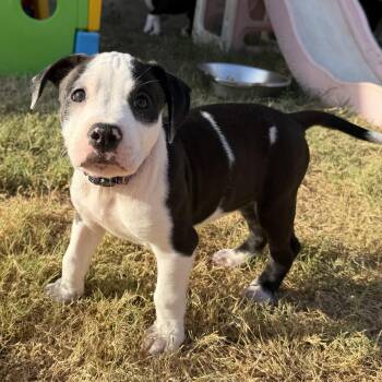 Rhythm -  Pit Bull Terrier and American Bulldog Dog for Adoption in Carrollton, Texas - Rhythm | PetCurious