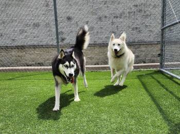 Rescue Husky and Alaskan Malamute Dogs for Adoption in Houston, Texas - Axel And Canada : Bonded Tragic Pair | PetCurious