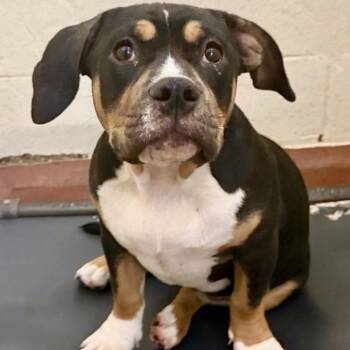 Josie 06-0101 -  Staffordshire Bull Terrier and Hound Dog Available for Adoption in Tyrone, Georgia - Josie 06-0101 | PetCurious
