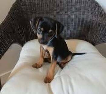 Cato -  Mixed Breed Dog for Adoption in Milton, Delaware - Cato | PetCurious