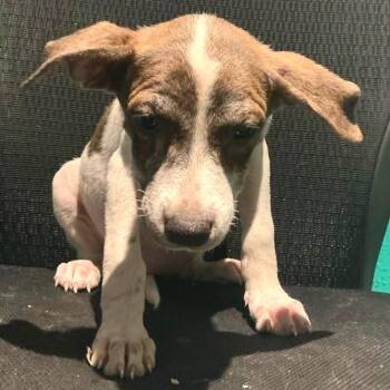 Astra -  Hound Dog for Adoption in Minneapolis, Minnesota - Astra | PetCurious