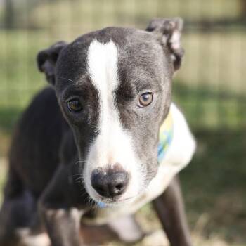 SOCKS -  American Staffordshire Terrier Dog for Adoption in San Antonio, Texas - SOCKS | PetCurious