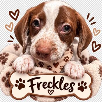Freckles -  Chihuahua Dog for Adoption in San Antonio, Texas - Freckles | PetCurious