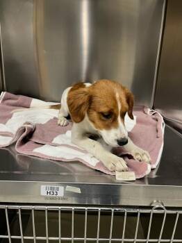 ROCKET -  Border Collie Dog for Adoption in Modesto, California - ROCKET | PetCurious