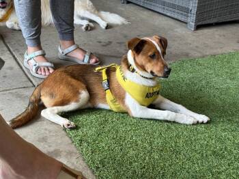 Theodore -  Cattle Dog and Australian Shepherd Dog for Adoption in Lafayette, Colorado - Theodore | PetCurious
