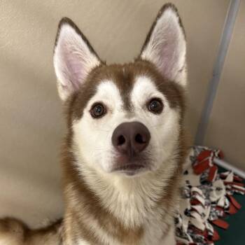 Hank -  Husky Dog for Adoption in St. Augustine, Florida - Hank | PetCurious