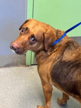 Buttercup -  Rottweiler Dog for Adoption in Bloomington, Indiana - Buttercup | PetCurious