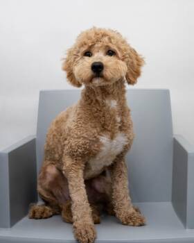 Shepherd Dogs Available for Adoption - Sam | PetCurious