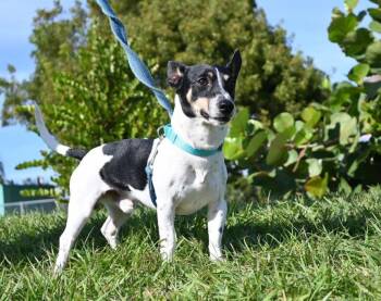 Adidas -  Rat Terrier Dog for Adoption in Cape Coral, Florida - Adidas | PetCurious