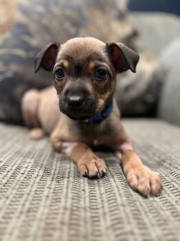 Rescue Chihuahua and German Shepherd Dog Dogs for Adoption in Pleasant Hill, California - Batsy | PetCurious