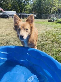 DeeDee -  Corgi and Pembroke Welsh Corgi Dog for Adoption in Winter, Wisconsin - DeeDee | PetCurious