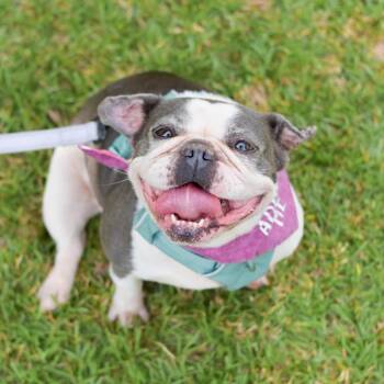 French Bulldog Dogs Available for Adoption in Kailua-kona, Hawaii - Cauliflower | PetCurious
