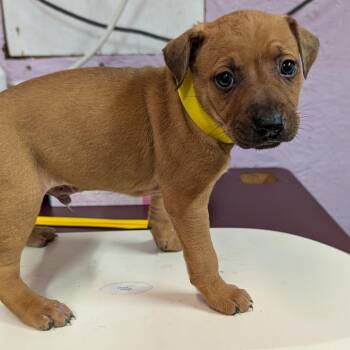 Hickory -  Mixed Breed Dog for Adoption in Jefferson City, Tennessee - Hickory | PetCurious