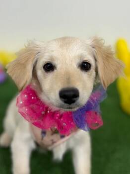 Spaniel and Dachshund Dogs Available for Adoption - Bonnie | PetCurious