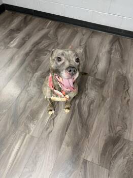 Pit Bull Terrier Dogs Available for Adoption in Trenton, New Jersey - Quinn | PetCurious