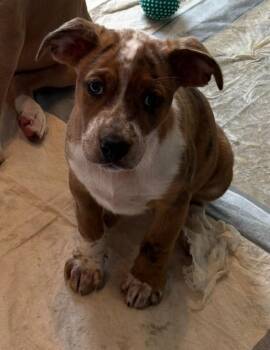 Mini -  Catahoula Leopard Dog and Terrier Dog for Adoption in Alexandria, Louisiana - Mini | PetCurious