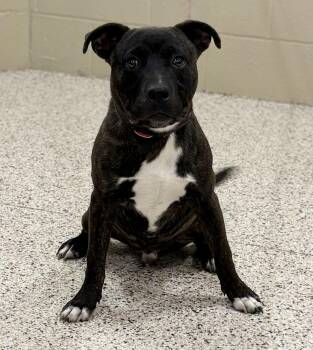 Ethan -  Pit Bull Terrier Dog for Adoption in Youngstown, Ohio - Ethan | PetCurious