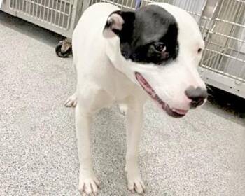 A658191 -  Pit Bull Terrier Dog for Adoption in Houston, Texas - A658191 | PetCurious