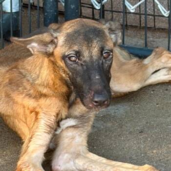 Mary -  Mixed Breed Dog for Adoption in Lake Jackson, Texas - Mary | PetCurious