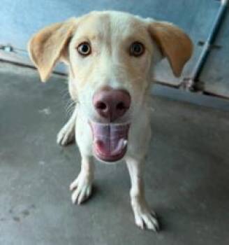 Klein -  Mixed Breed Dog for Adoption in West Chester, Pennsylvania - Klein | PetCurious