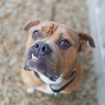 American Bulldog Dogs Available for Adoption in Dover, New Hampshire - Tofu *Available Soon* | PetCurious