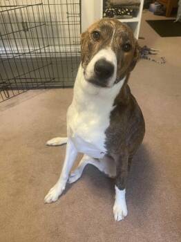 Tiger -  Pit Bull Terrier Dog for Adoption in Columbia, Missouri - Tiger | PetCurious