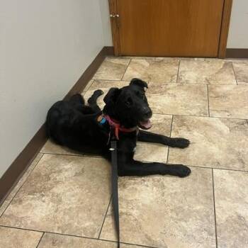 Bentley -  Mixed Breed Dog for Adoption in Sioux Falls, South Dakota - Bentley | PetCurious