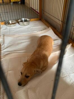 Precious -  Terrier Dog for Adoption in Luling, Texas - Precious | PetCurious