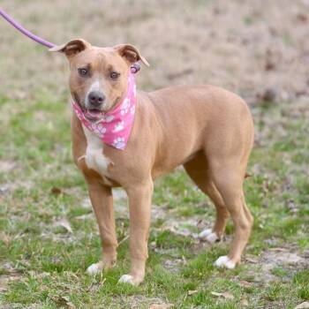 Etta -  Mixed Breed Dog for Adoption in New York, New York - Etta | PetCurious