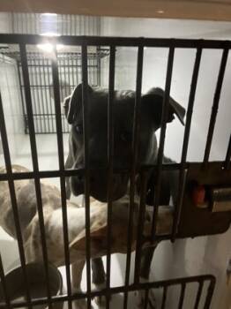 Rescue Pit Bull Terrier and Mixed Breed Dogs for Adoption in Atlanta, Georgia - 59842133 | PetCurious