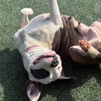 Betsy (Brown Belt) -  Mixed Breed Dog for Adoption in Bartlett, Tennessee - Betsy (Brown Belt) | PetCurious