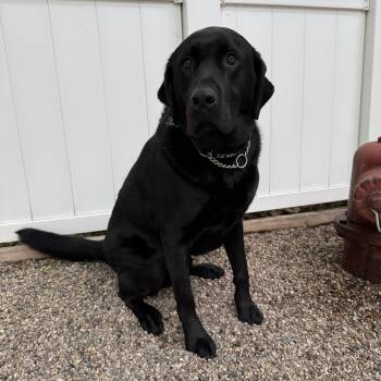 Thor -  Labrador Retriever Dog for Adoption in Novi, Michigan - Thor | PetCurious