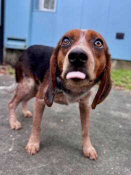 Beagle Dogs Available for Adoption - Odie | PetCurious