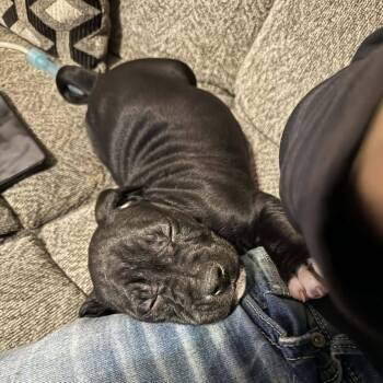 Mixed Breed Dogs Available for Adoption in West Olive, Michigan - Joey | PetCurious