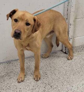 Mixed Breed Dogs Available for Adoption in Kansas City, Missouri - Ferrero | PetCurious