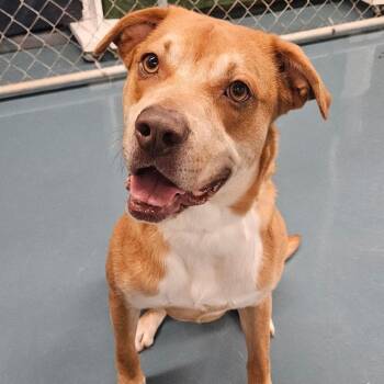 Terrier Dogs Available for Adoption - Otis | PetCurious