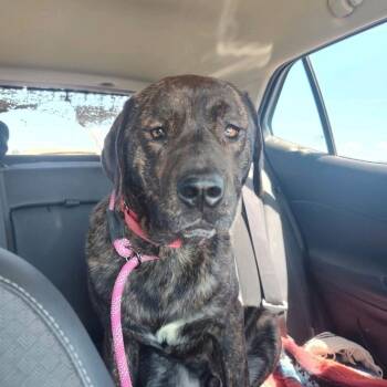 Rescue Mixed Breed Dogs for Adoption in Bendena, Kansas - Chewey | PetCurious