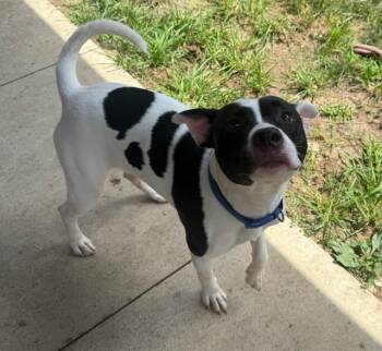 Otis -  Pit Bull Terrier Dog for Adoption in Tiffin, Ohio - Otis | PetCurious