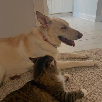 White German Shepherd Dogs Available for Adoption in Rossville, Georgia - Luna | PetCurious