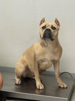 Teale -  Cane Corso Dog for Adoption in Sorrento, Louisiana - Teale | PetCurious