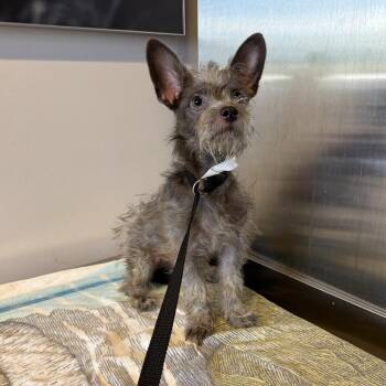 IVHS-Stray-141795 -  Miniature Schnauzer Dog for Adoption in San Gabriel, California - IVHS-Stray-141795 | PetCurious