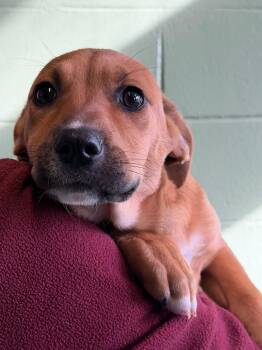 Mixed Breed Dogs Available for Adoption - Bugs Bunny | PetCurious