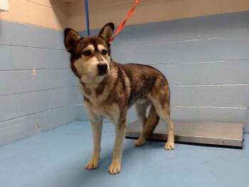 Rescue Alaskan Malamute and Mixed Breed Dogs for Adoption in Moreno Valley, California - A543907 | PetCurious