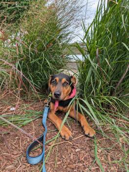 Baela -  Labrador Retriever Dog for Adoption in Pembroke, Massachusetts - Baela | PetCurious