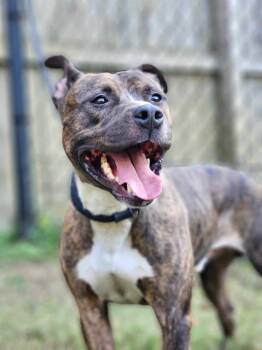 Rescue Pit Bull Terrier Dogs for Adoption in Burlington, New Jersey - Ozzy | PetCurious