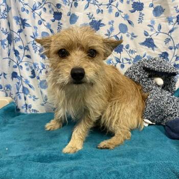 A612245 -  Cairn Terrier Dog for Adoption in Modesto, California - A612245 | PetCurious