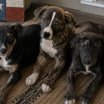German Shepherd Dog Dogs Available for Adoption in Crosby, Texas - Fox | PetCurious