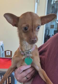 Chihuahua Dogs Available for Adoption - ROUGAROU | PetCurious